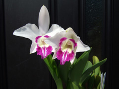 洋蘭原種 L.sincorana semi-alba